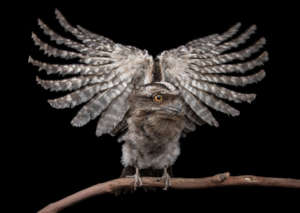 Tawny Frogmouth