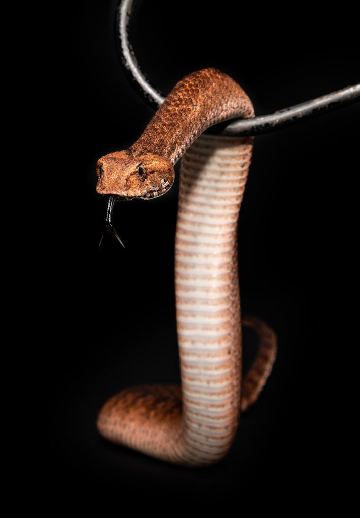 Death Adder