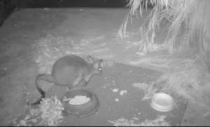 Using tail to help it move due to injuries