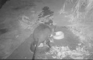 Strong enough to balance on food bowl