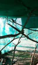 Kookaburras completing rehab in the new aviary