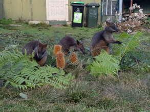 Swamp wallabies enjoying their browse