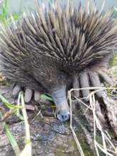 You have helped Spike the Echidna