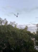 Free again! Now healthy