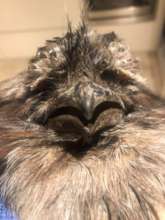 When he first arrived, very sick.