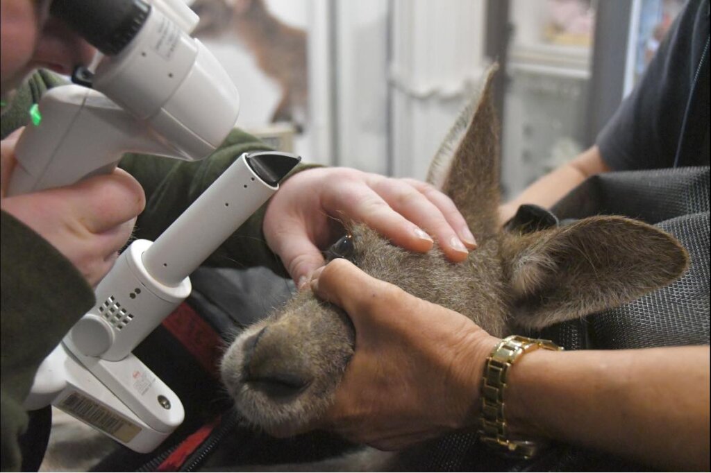 Vet examining eye