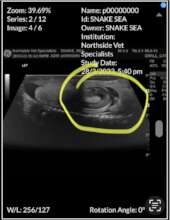 5 neonates on first ultrasound