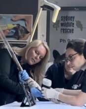 Vet check with ultrasound in our Mobile Care Unit