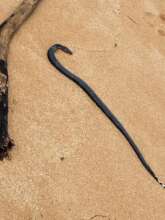 Found on beach