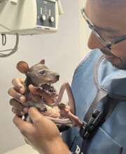 Curly's 90Degree tail