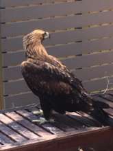 Imagine finding this raptor in your backyard