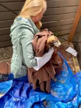 One of our rescuers getting control of the talons.