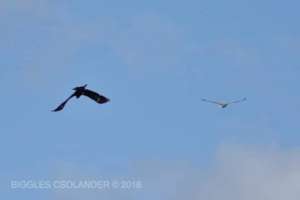 The mid-air fight with wedge-tails and sea-eagles