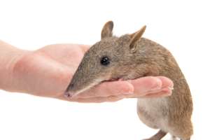 Long nose bandicoot by Peter Sharp