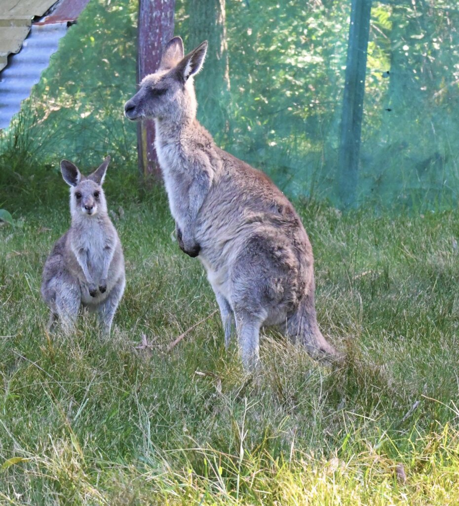 Mum Kangaroo and Joey in Rehabilitation