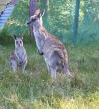 Mum Kangaroo and Joey in Rehabilitation