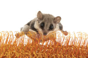 Feather tail glider by Peter Sharp