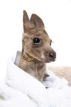 Eastern Grey Kangaroo by Peter Sharp