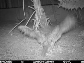 Starting to exercise wings