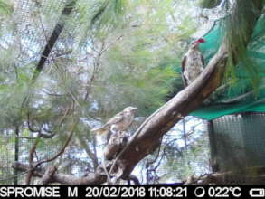 Birds eating supplimentary food