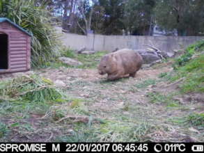 Not meant to be out during the day.