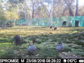 Are we sure the wallabies are eating the food?