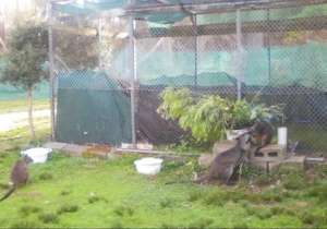 Well enough to join the mob