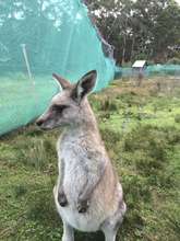 Cloudy supervising the fence repairs