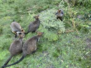 Our 5 beautiful Wallabies few weeks before