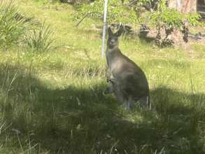 Kangaroo and joey