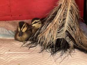 Pacific Black ducklings, now big enough for Rehab