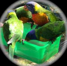 Support feeding Rainbow Lorikeets