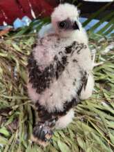 Feather colour appearing.