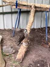 Starting rehabilitation phase