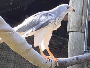 Goshawk in care