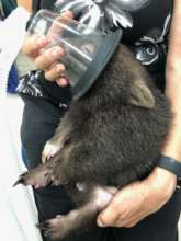Wombat on oxygen for smoke inhalation
