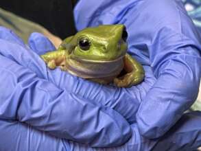 Green Tree Frog in care