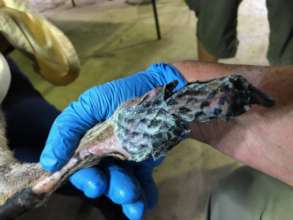 New fish skin treatment really helped