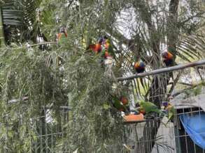 Flock of soft released Rainbow Lorikeets