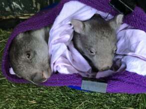 Nugget and her Buddy Jewel.