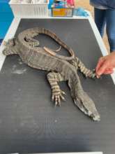 Thin monitor no food due to fires