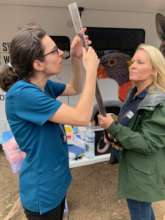 Red-bellied Black snake being examined
