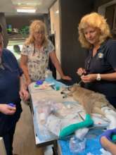 Kangaroo joey with burnt feet