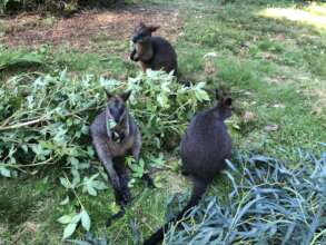 Curly enjoying a sit down meal in rehab facility