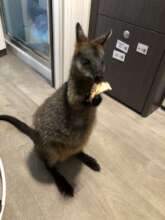 Curly's last visit to MCU for recheck