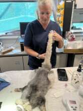 Vet check during rehabilitation.
