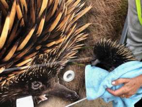 Fire victim echidna meets care unit echidna