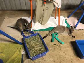 Joeys now treated and bandaged.