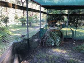 Well enough to jump up and see other wallabies