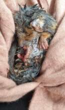 Waterlogged Ring Tail Possum